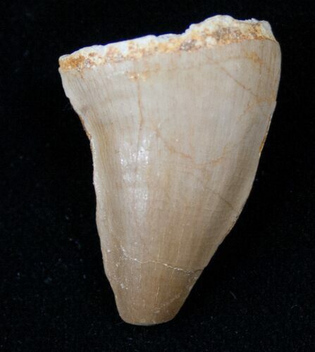 Mosasaur (Halisaurus Arambourgi) Tooth #17017